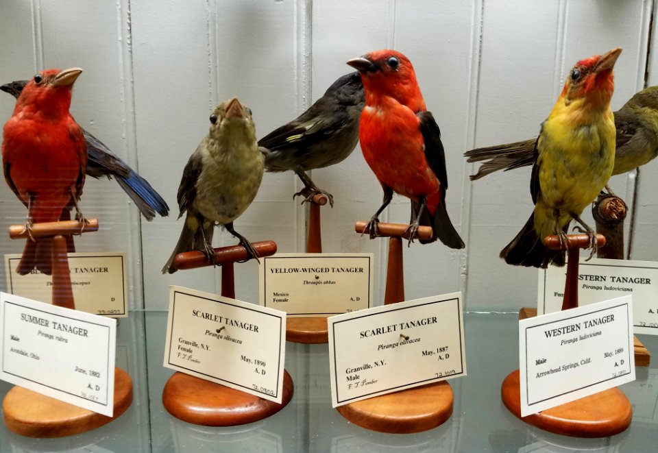 Birds (various) - Pember Library and Museum - Granville, New York - 20180224 142436