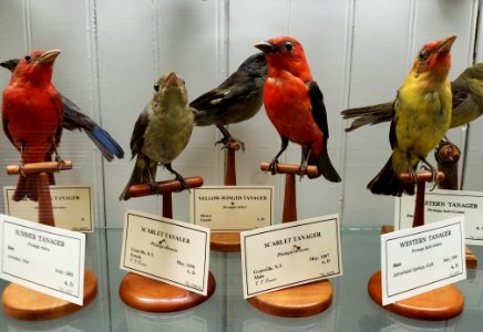 Birds (various) - Pember Library and Museum - Granville, New York - 20180224 142436