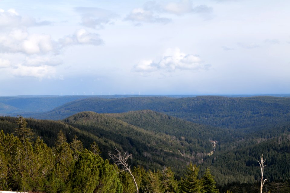 Black Forest from Kleine Grinde 2020-03-14 06