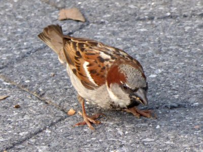 Bird-in-new-york-city-1