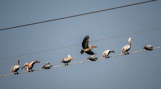 Birds At Chennai (181959741)