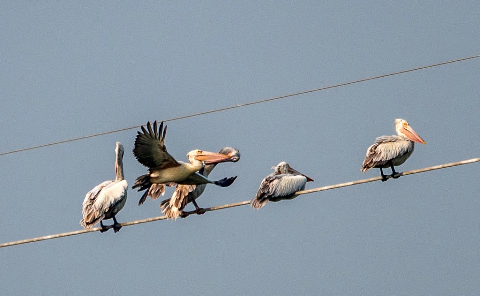 Birds At Chennai (181959707)