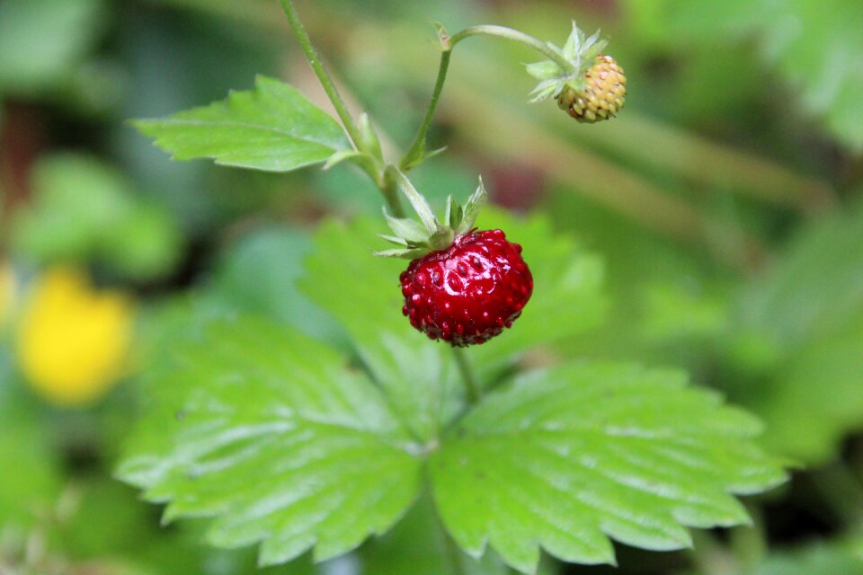 Strawberry berry strawberry plant