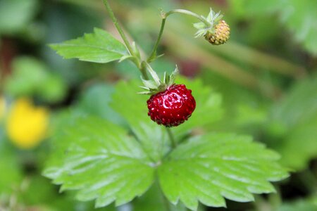 Strawberry berry strawberry plant