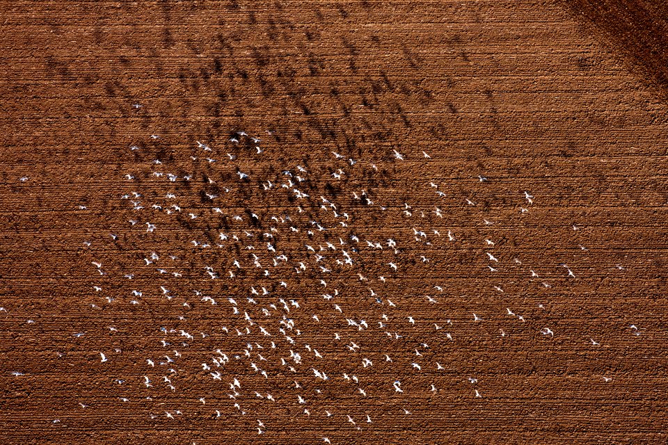 Birds and shadows–flygbild 06 september 2014