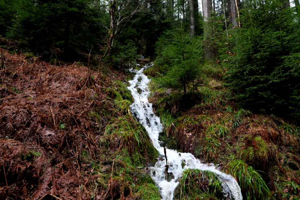 Black Forest National Park Baiersbronn 2020-03-11 38