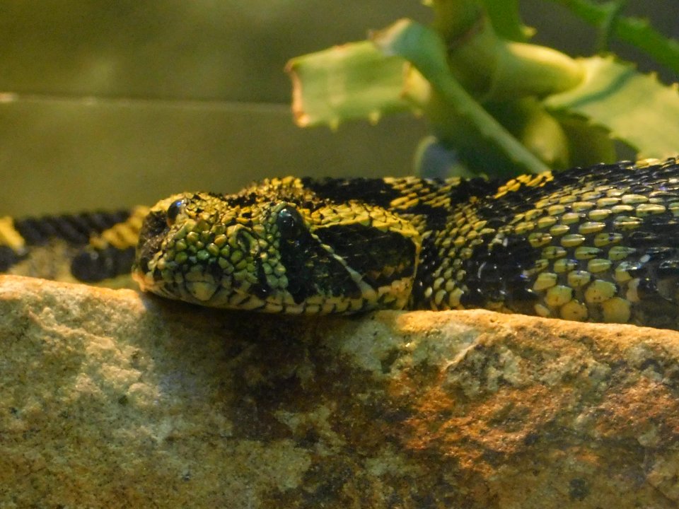 Bitis parviocula sdzoo