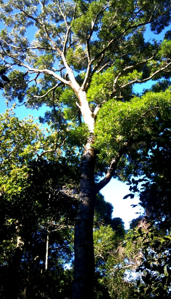 Black Ironwood tree - Cecilia indigenous forests - Cape Town