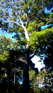 Black Ironwood tree - Cecilia indigenous forests - Cape Town photo