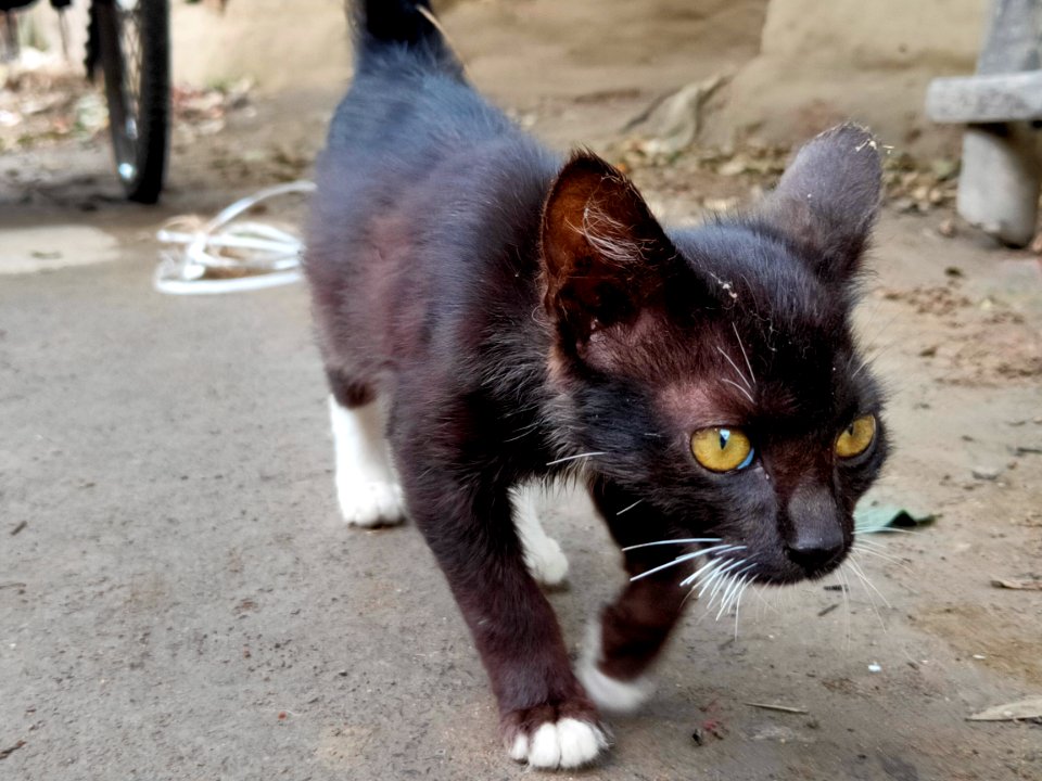 Black Kitten ( giving camera pose) 2