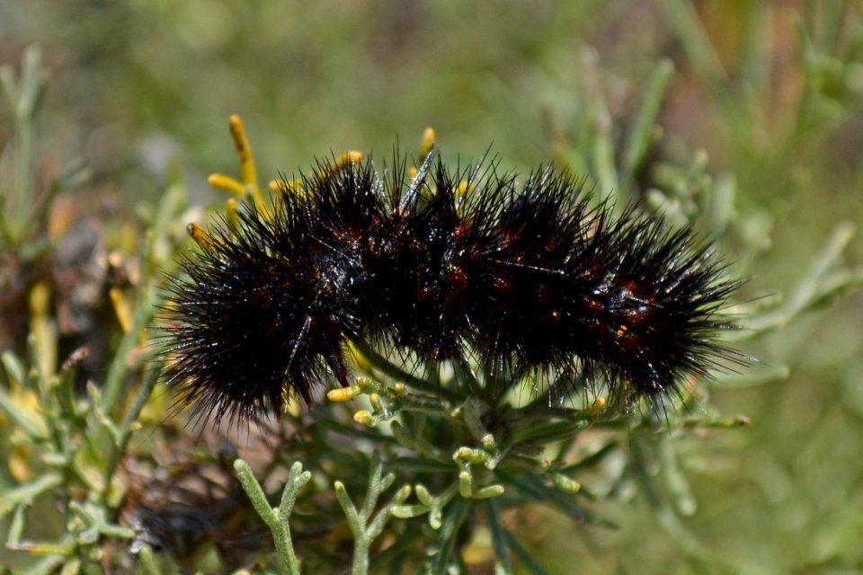 Black fuzzy caterpillar