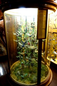 Bird tree, hummingbirds of central and south America - Fairbanks Museum and Planetarium - DSC04395