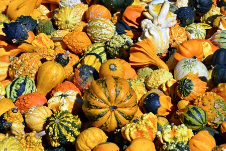 Thanksgiving decoration harvest photo