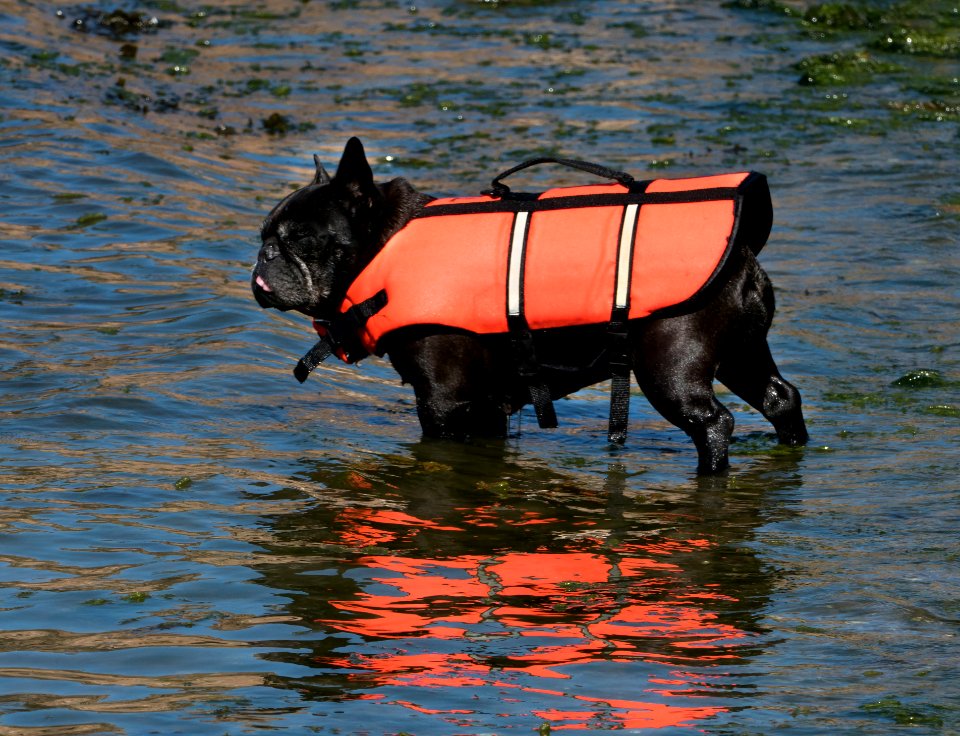 Black French bulldog in life jacket