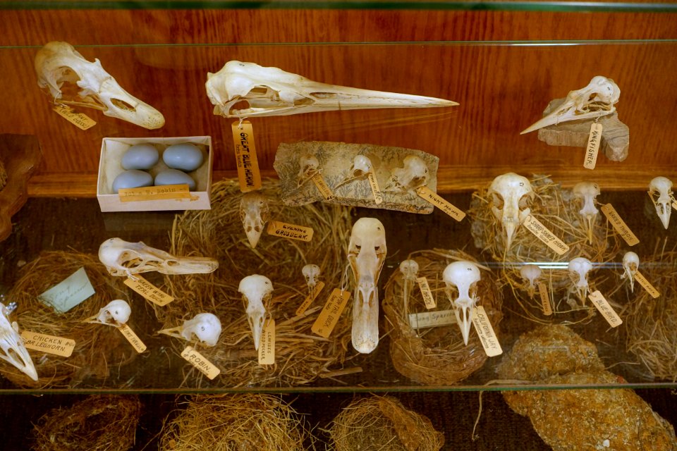 Bird skulls, nests, and eggs - Mount Angel Abbey Museum - Mount Angel Abbey - Mount Angel, Oregon - DSC00027