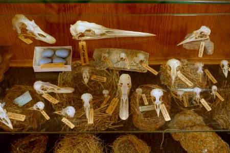 Bird skulls, nests, and eggs - Mount Angel Abbey Museum - Mount Angel Abbey - Mount Angel, Oregon - DSC00027 photo