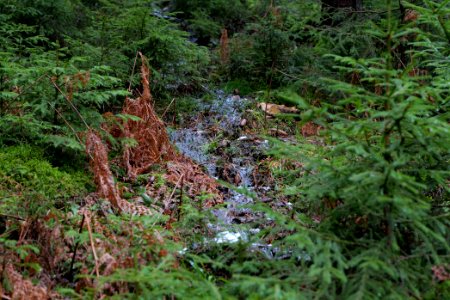 Black Forest at north of Obertal Baiersbronn 2020-03-11 19