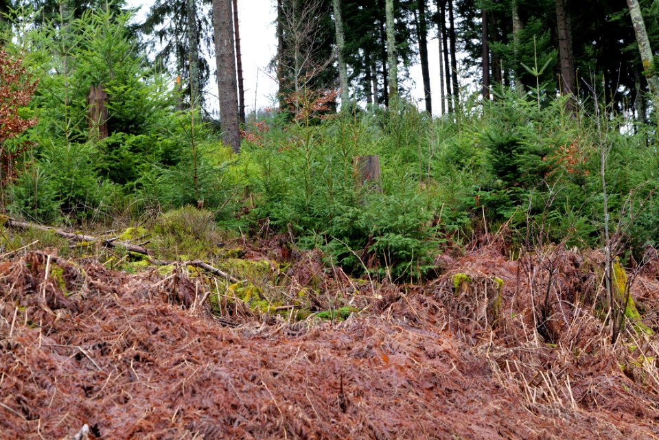 Black Forest at north of Obertal Baiersbronn 2020-03-11 03