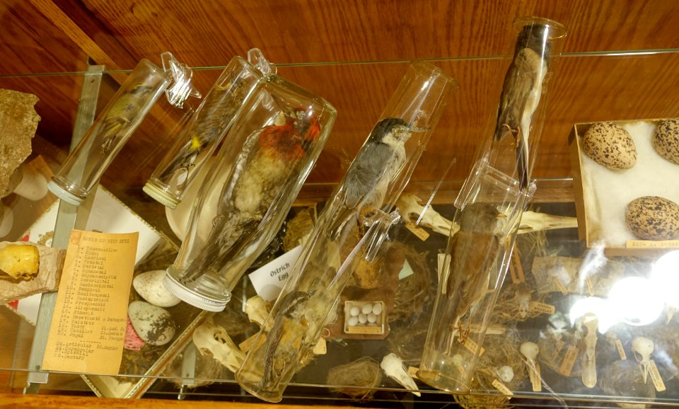 Birds in tubes - Mount Angel Abbey Museum - Mount Angel Abbey - Mount Angel, Oregon - DSC00021