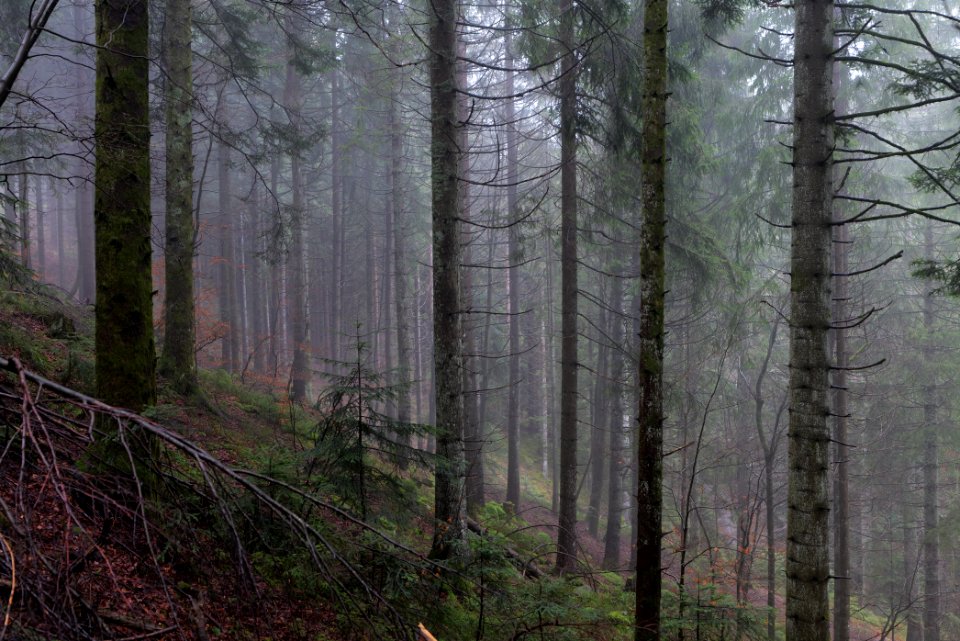 Black Forest at north of Obertal Baiersbronn 2020-03-11 26