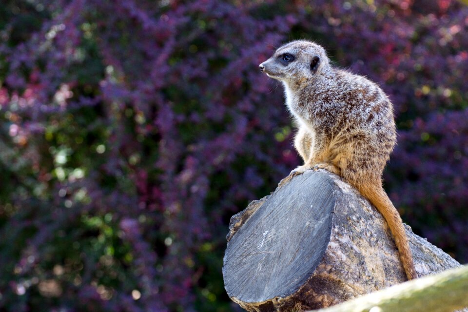 Sitting cute animal