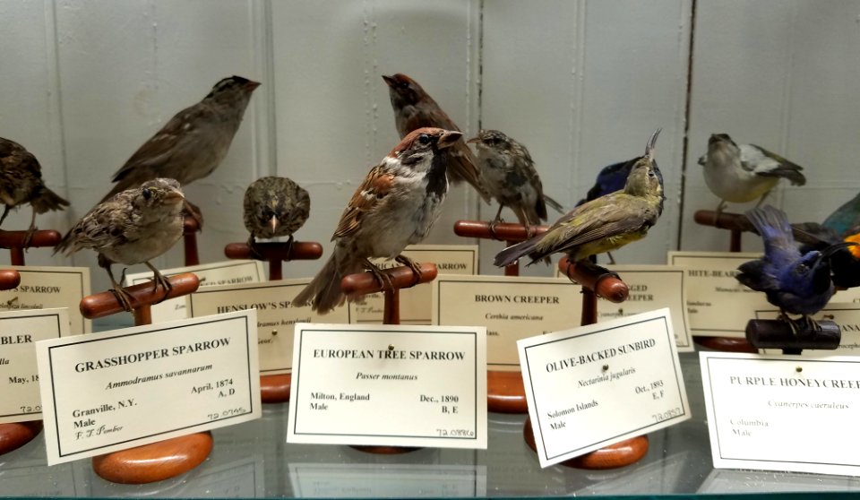 Birds (various) - Pember Library and Museum - Granville, New York - 20180224 142411