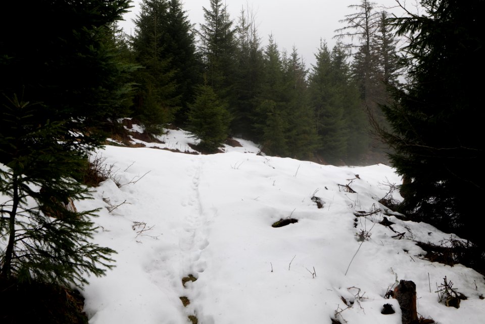 Black Forest at north of Obertal Baiersbronn 2020-03-11 41