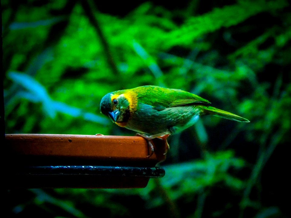 Birdie (256028769)