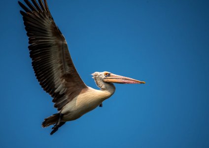Birds At Chennai (181959835)