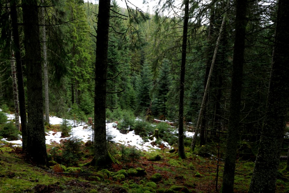 Black Forest National Park Baiersbronn 2020-03-11 27