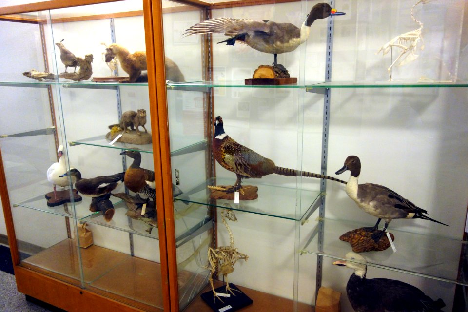 Birds and varmints - Museum of Wildlife and Fish Biology - University of California, Davis - DSC03327