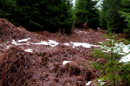 Black Forest National Park Baiersbronn 2020-03-11 13