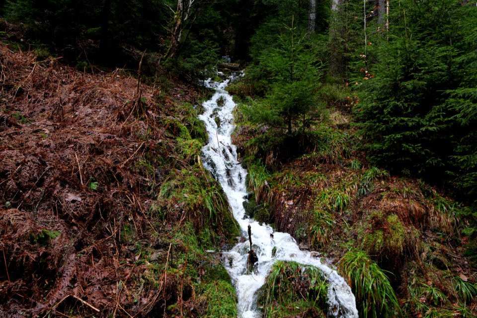 Black Forest National Park Baiersbronn 2020-03-11 32