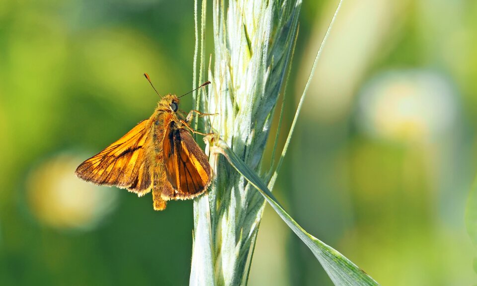 Macro nature wing photo