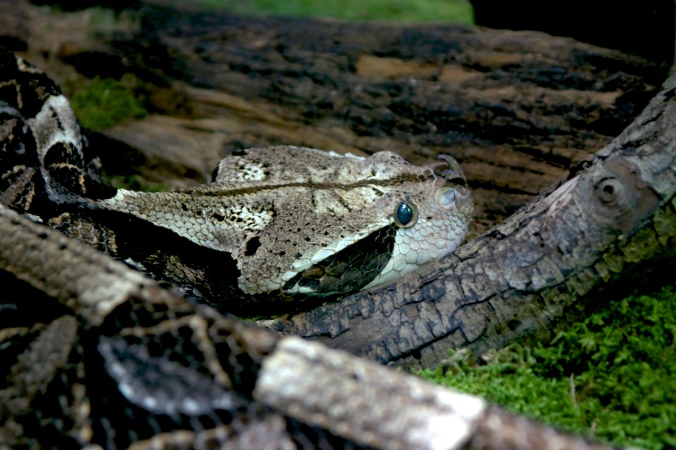 Bitis gabonica rhinoceros MNHN