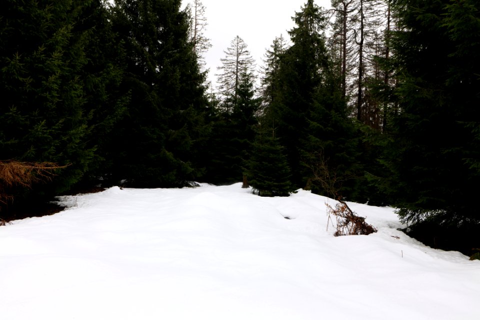 Black Forest National Park Baiersbronn 2020-03-11 08