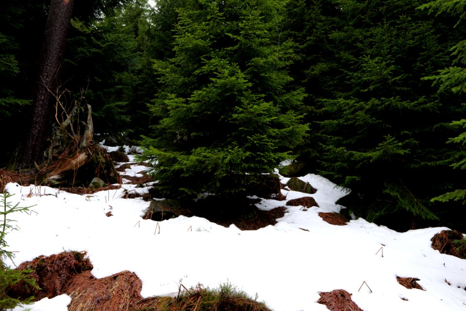 Black Forest National Park Baiersbronn 2020-03-11 11