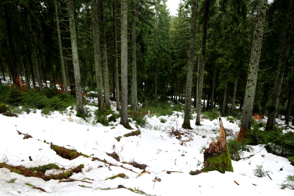 Black Forest National Park Baiersbronn 2020-03-11 01