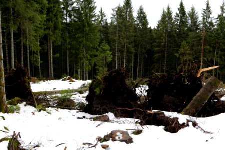 Black Forest National Park Baiersbronn 2020-03-11 04