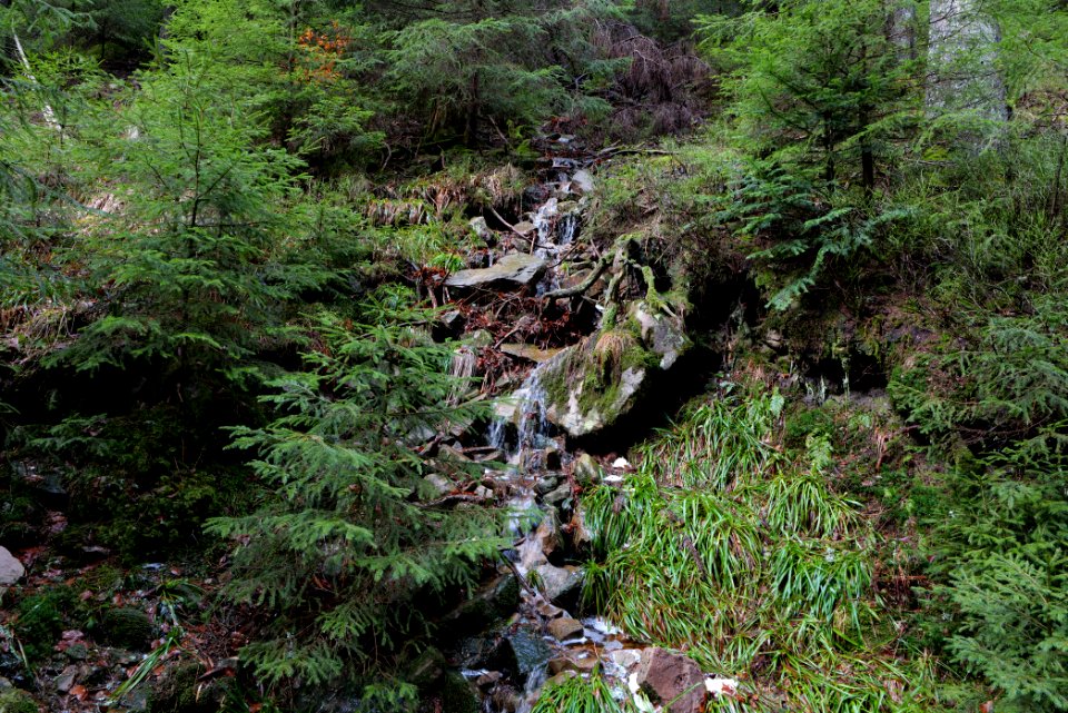 Black Forest National Park Baiersbronn 2020-03-11 44