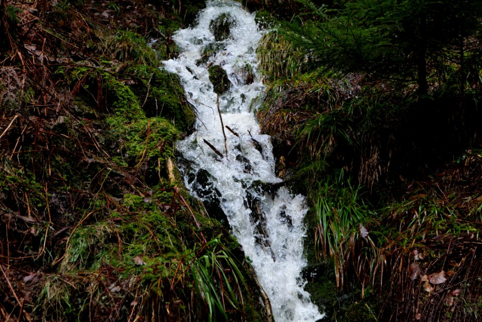 Black Forest National Park Baiersbronn 2020-03-11 35