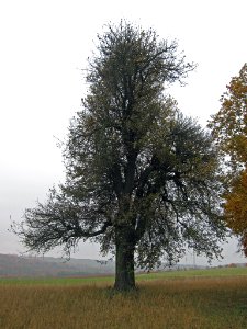 Birne Thüngen, 2