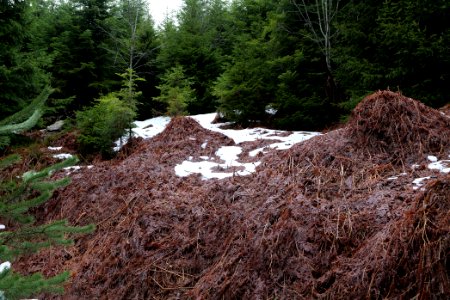 Black Forest National Park Baiersbronn 2020-03-11 14