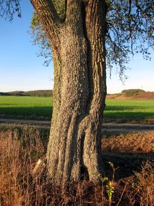 Birne Karsbach, 1
