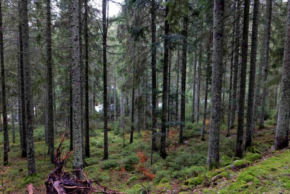 Black Forest National Park Baiersbronn 2020-03-11 47