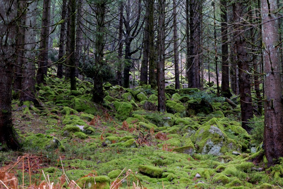 Black Forest at north of Obertal Baiersbronn 2020-03-11 13