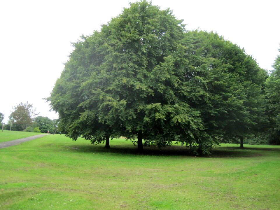 Bittacy Hill Park 1