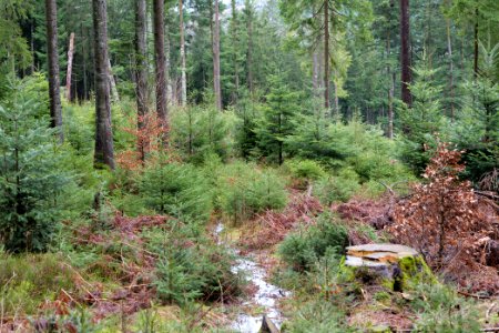 Black Forest at north of Obertal Baiersbronn 2020-03-11 06