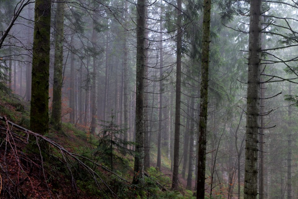 Black Forest at north of Obertal Baiersbronn 2020-03-11 27