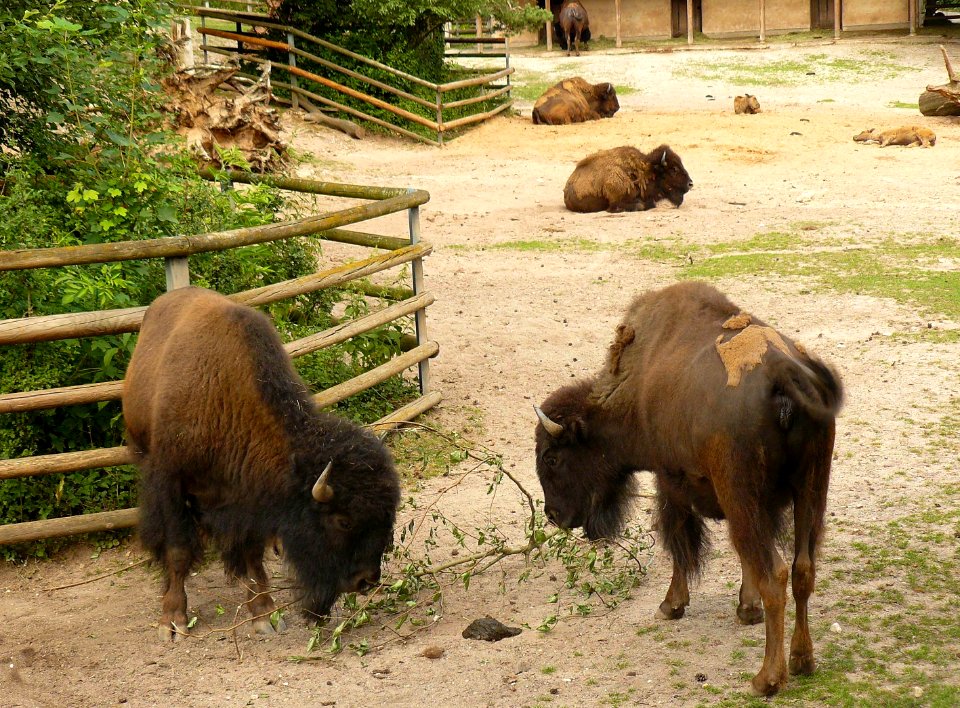 Bison Tiergarten Nürnberg